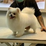 آرایشگاه حیوانات خانگی ادریس پت گرومینگ