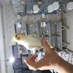 سالن پرورش فنچ سانان رنگین