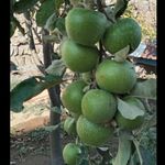 باغ گردو و پرورش زنبور عسل  عباد آقالو