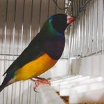 سالن پرورش فنچ سانان رنگین