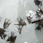 آکواریوم پرشین فیش