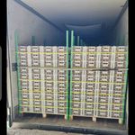 ارش فتحی میانکوه کیوی صادراتی