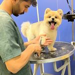 خدمات آرایشگری حیوانات خانگی عرب حلوایی