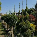 خدمات باغبانی درتمام نقاط تهران