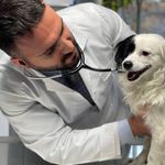 بیمارستان دامپزشکی شبانه روزی درنیکا