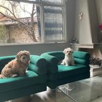 پانسیون و پت شاپ افروپت