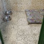 پانسیون پودی بهشت حیوانات خانگی