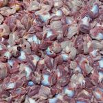 خرید و فروشسنگدان مرغ قادری