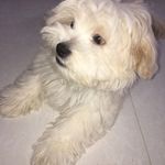 مجموعه تربيت سگ شجاع