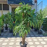 درختچه های مصنوعی (نخل) لنگرود