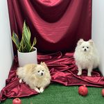 کلینیک دامپزشکی حیوانات خانگی خانه پت