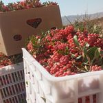 زروان قاینات