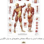 رویال ماساژ