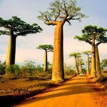 آژانس مسافرتی دوران طلایی پارسیان