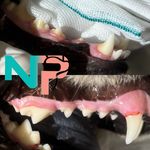 کلینیک دامپزشکی دکتر نیک پنجه