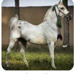 باشگاه پرورش اسب و سوارکاری آرسس