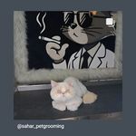 آرایشگاه حیوانات سحرپت گرومینگ