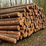 صنایع چوب اسفندیاری