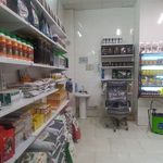 گل گندم طلایی