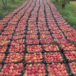 اجاره روزانه ویلا باغ و سوئیت محمدی