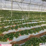 شرکت تولید نایلون مالچ درختی و کشاورزی