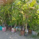نهال درخت گل و گیاه فروشی