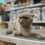 آرایشگاه حیوانات خانگی و پت شاپ پت گالری در اندرزگو