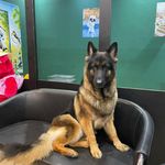 پت شاپ تیم پت