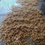 پیاز داغ چیپسی روغن گیری شده