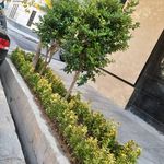 خدمات باغبانی هرس کاری صاحبدل