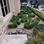 خدمات باغبانی هرس کاری صاحبدل