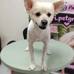 آرایشگاه حیوانات خانگی سگ و گربه