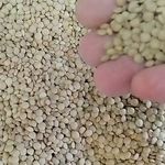 فروش حبوبات اعلا