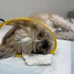 کلینیک دامپزشکی تخصصی نیک پلاس