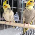 مجموعه پرندگان زینتی میثم ( پت شاپ )