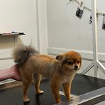 کلینیک دامپزشکی پاندورا