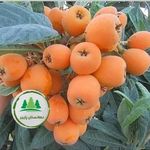 نهالستان پاییز نهال