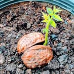 خدمات کشاورزی مجید