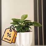 فروش آنلاین گل های آپارتمانی