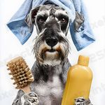 پت شاپ تیم پت