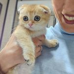 کلینیک دامپزشکی و پت شاپ نیکان