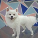 هتل پانسیون خانه دوم(پانسیون حیوانات)