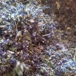 گیاهان دارویی و درمانی آروین