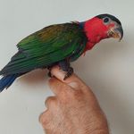 پت شاپ پاندی