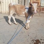 قصابی توکلی