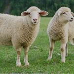 گوسفند زنده برادران عبدی