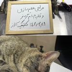 کلینیک دامپزشکی آراز دکتر شایان خلیلی