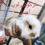 پرنده سرای نسائی