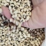 فروش حبوبات اعلا