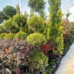 خدمات باغبانی هرس کاری صاحبدل